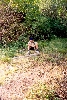 cliquez ici pour voir l'image (CS2003_B.jpg)