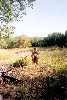 cliquez ici pour voir l'image (Cs2003_c.jpg)