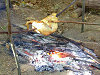 Cliquez ici pour voir l'image (cs2009_116.jpg)